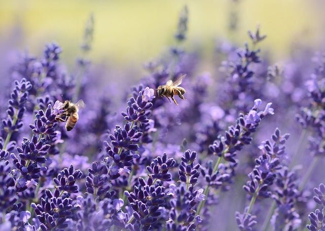 Journée Mondiale de l’Abeille : Pourquoi et comment la protéger ?